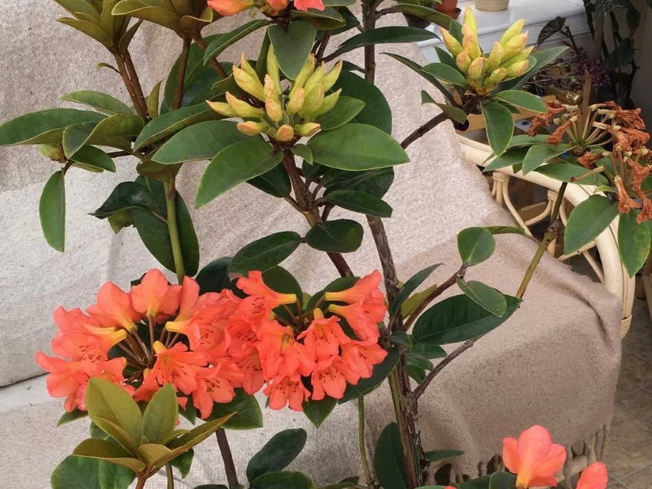 Unknown Vireya Hybrid